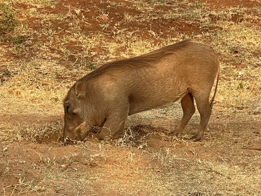 Warthog outside our hotel Warthog outside our hotel