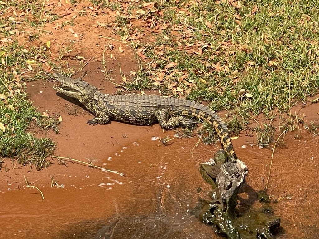 Crocodile on Zambezi River bank Crocodile on Zambezi River bank