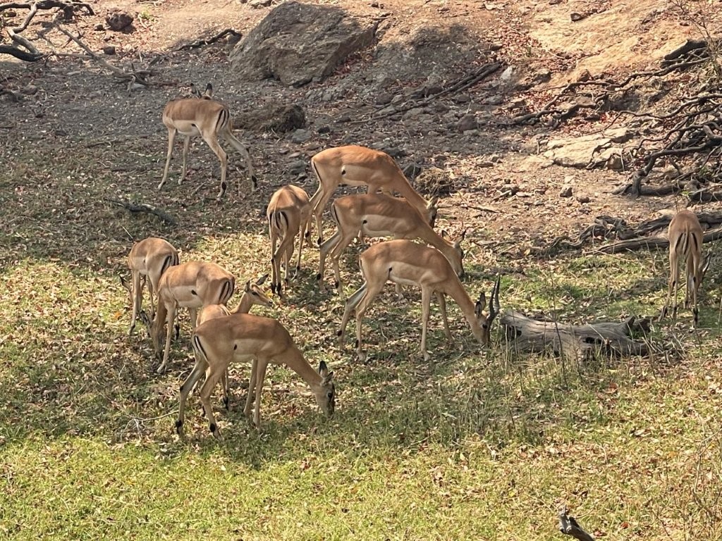 Gazelles seen on Safari Gazelles seen on Safari