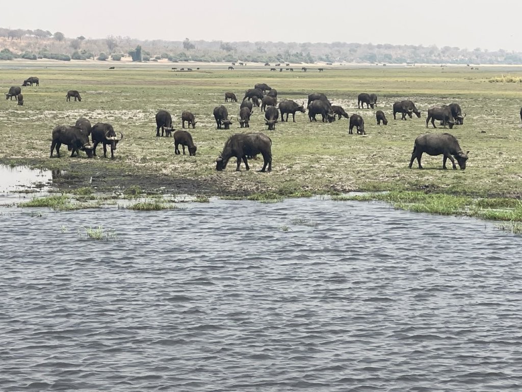 Cape Buffalo by Zambesi River Cape Buffalo by Zambesi River