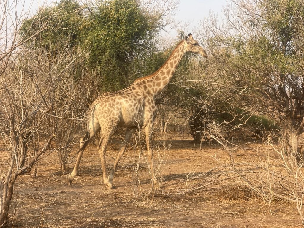 Giraffe seen on Safari Giraffe seen on Safari