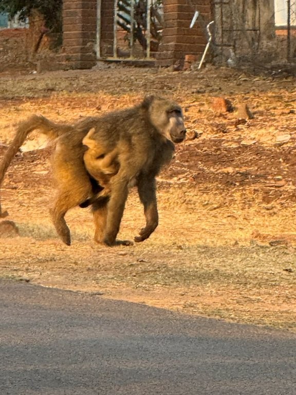 Baboons outside our hotel Baboons outside our hotel