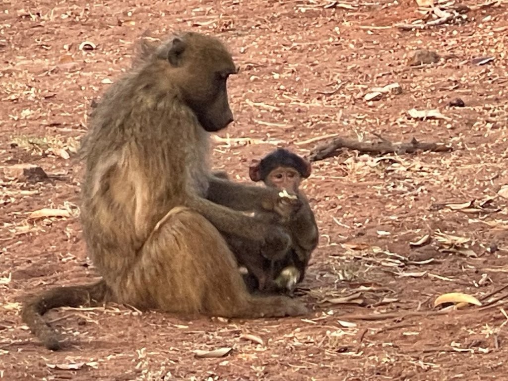Baboons outside our hotel Baboons outside our hotel