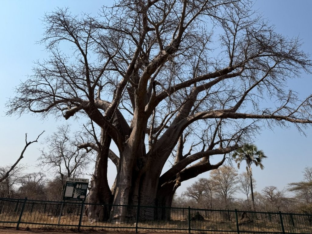 Sycamore Fig Tree, Victoria Falls Sycamore Fig Tree, Victoria Falls
