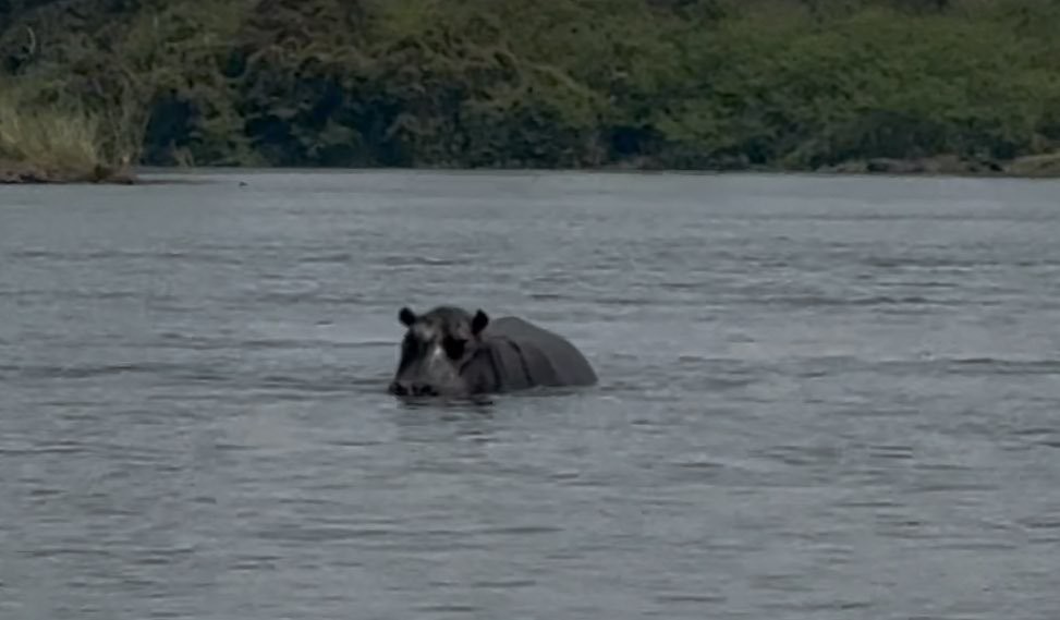 Hippo in Zambezi River Hippo in Zambezi River