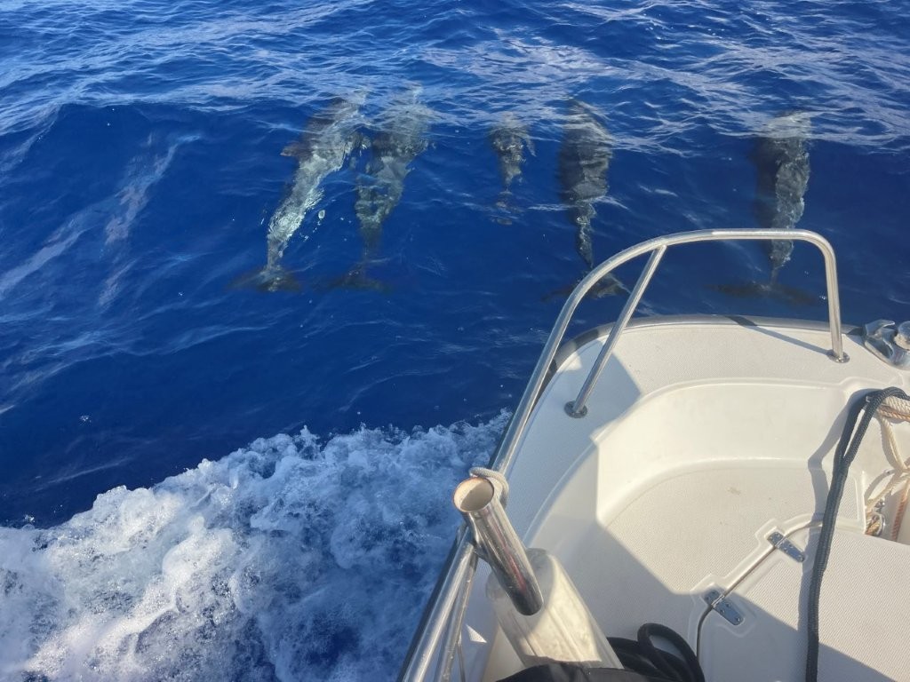 Dolphins Dolphins