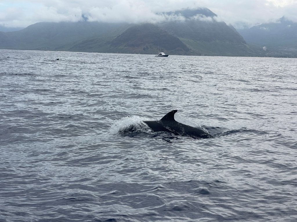 Melon Headed Whale Melon Headed Whale