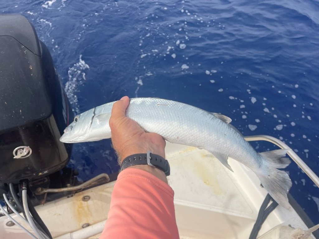 Barracuda Barracuda