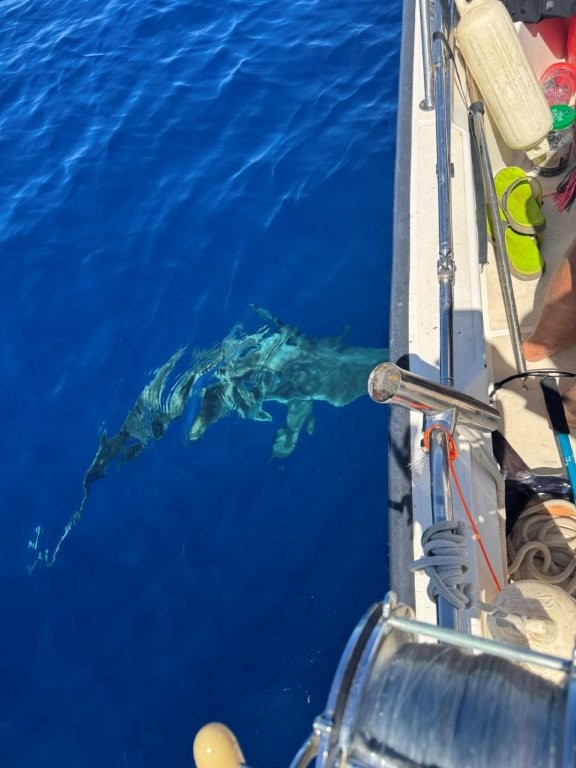 The shark that wanted the Wahoo we caught The shark that wanted the Wahoo we caught