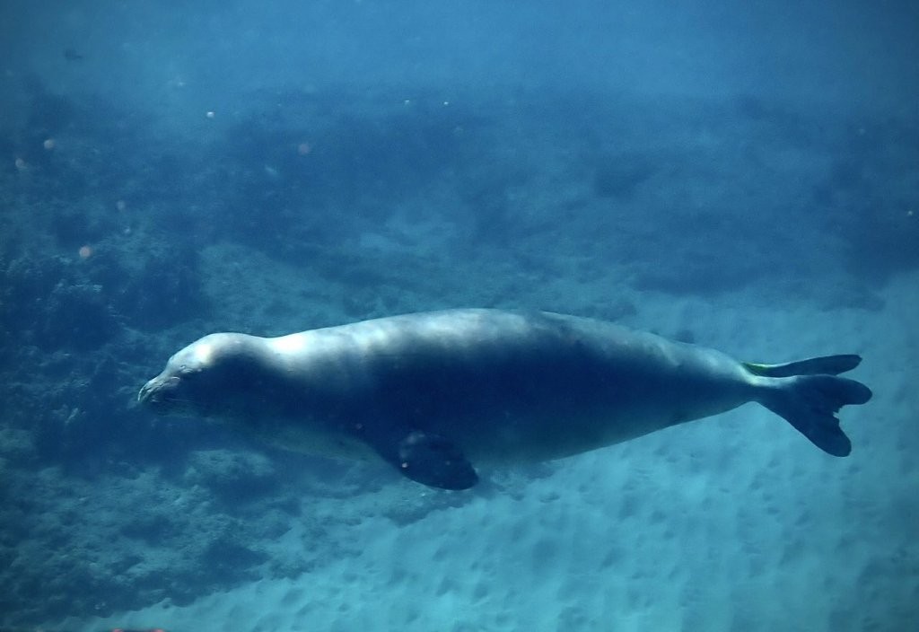 Monk Seal Willy snorkeled with Monk Seal Willy snorkeled with