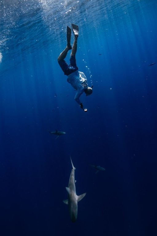 Willy videoing a shark Willy videoing a shark