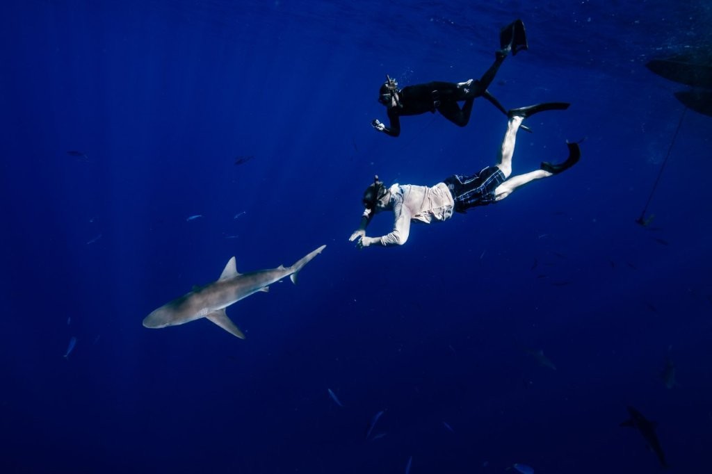 Larry chasing a Shark Larry chasing a Shark