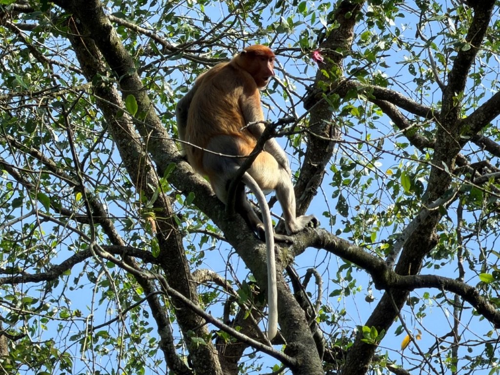 Proboscis Monkey, Brunei Proboscis Monkey, Brunei