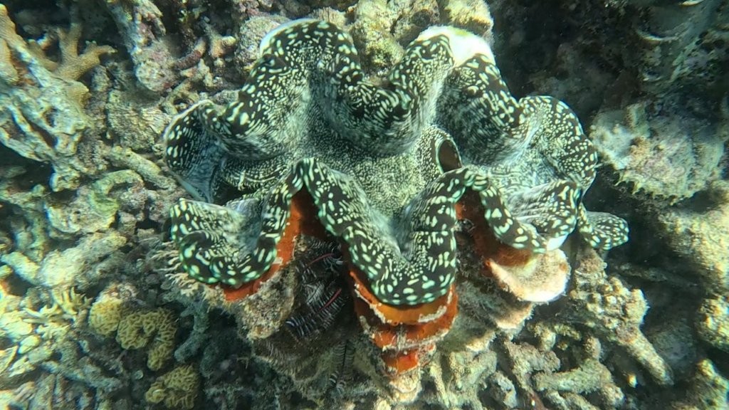 Giant Clam in Coron Philippines Giant Clam in Coron Philippines