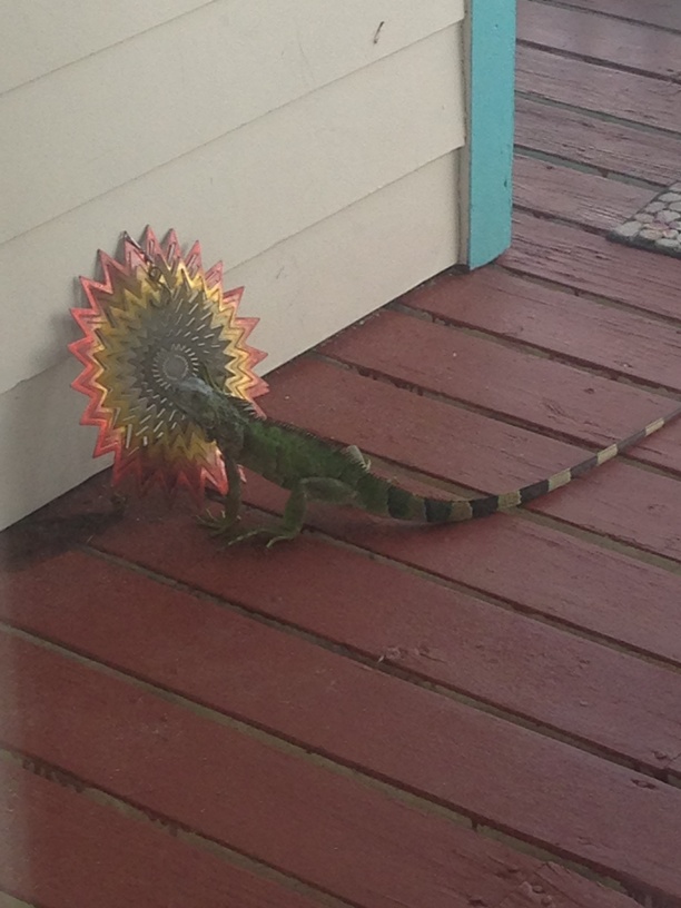 Iguana on the porch