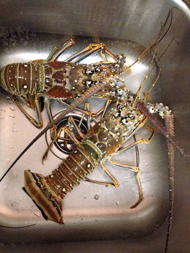 Lobsters in the sink