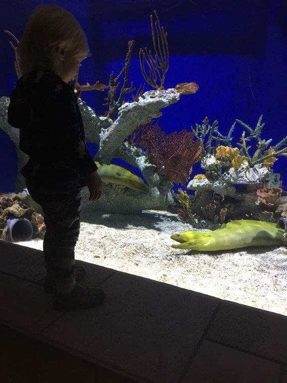 Declan at the Atlant Aquarium watching a Moray