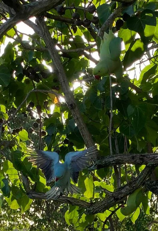 Blue and gGreen HawaiianPparrots