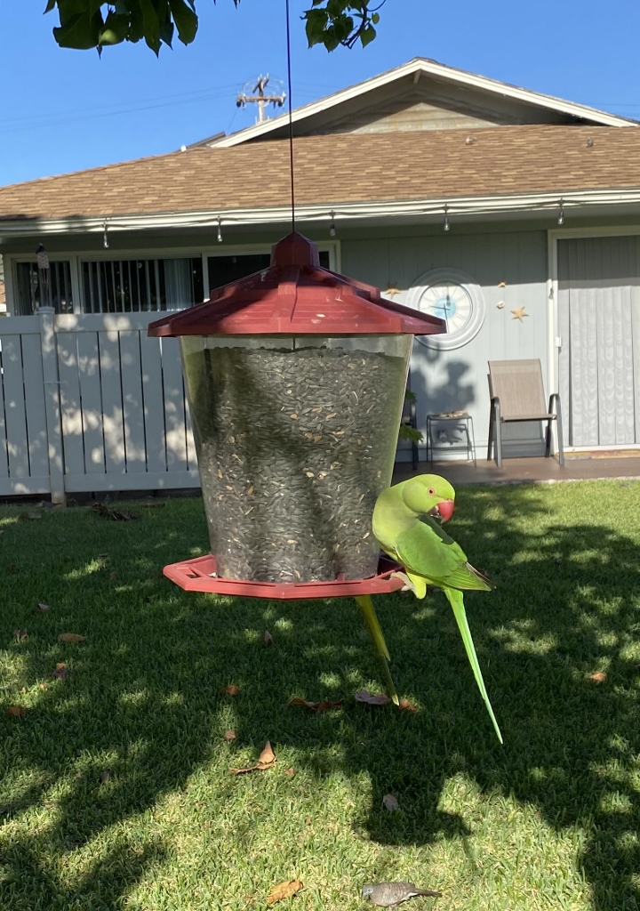 male parrot in back of our place