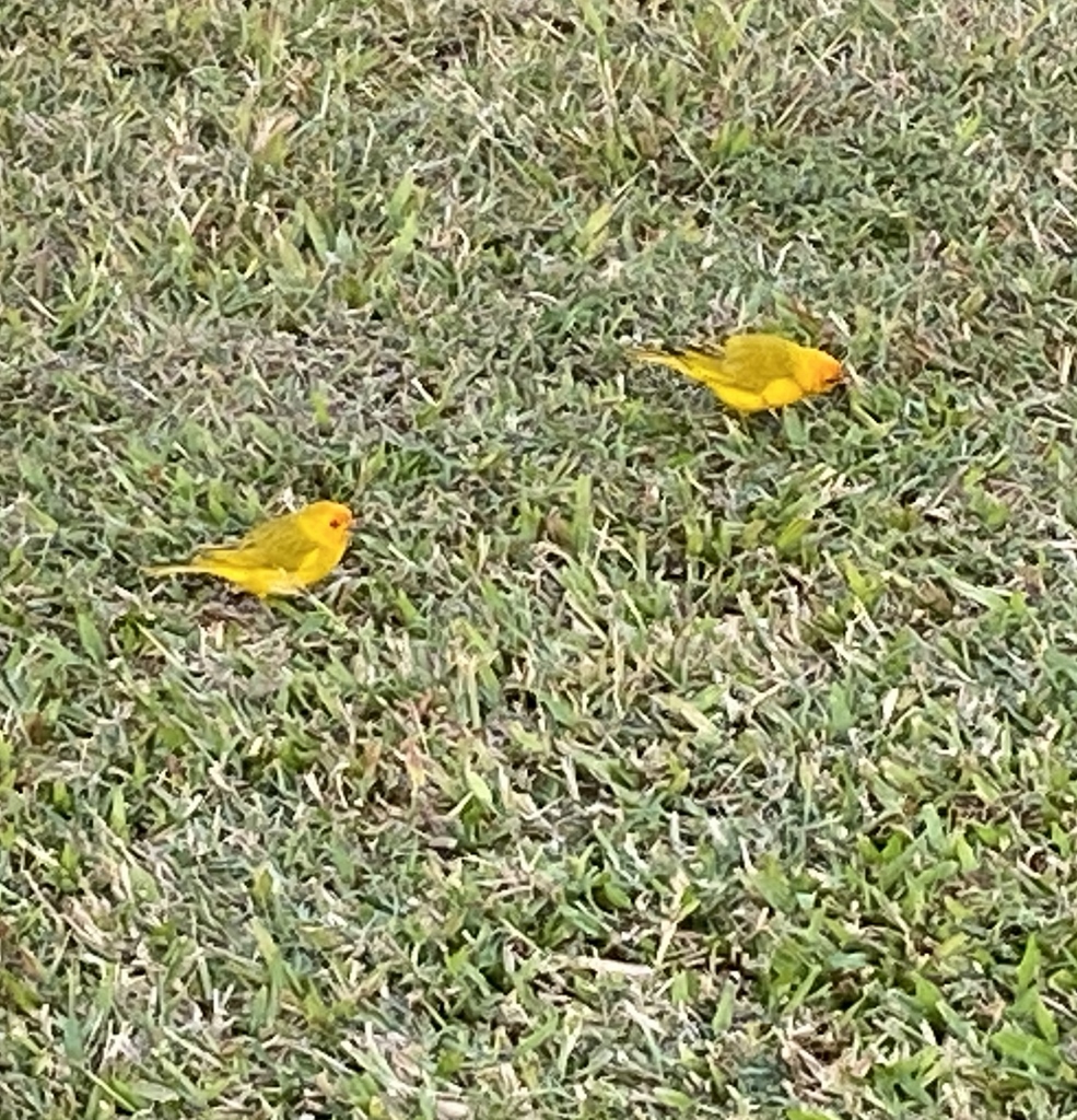 A pair of Saffron Finches