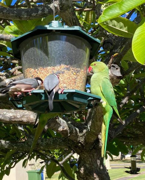 Green Parrot and Java Finches