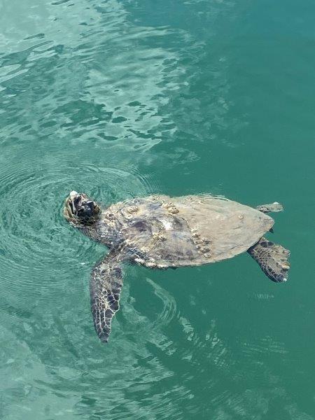 Turtle at the Marina