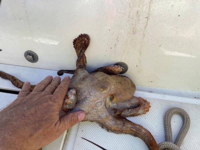 Octopus caught on fishing pole