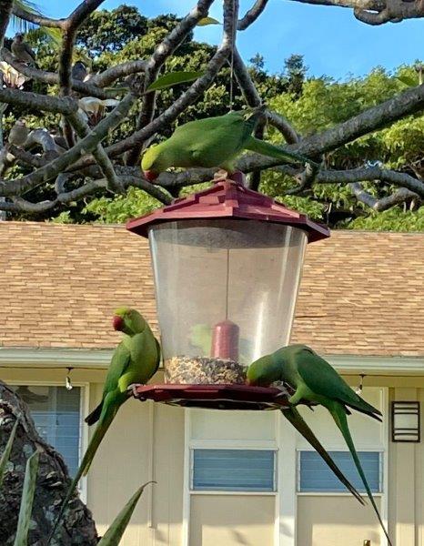 Family of green ring neck parrots