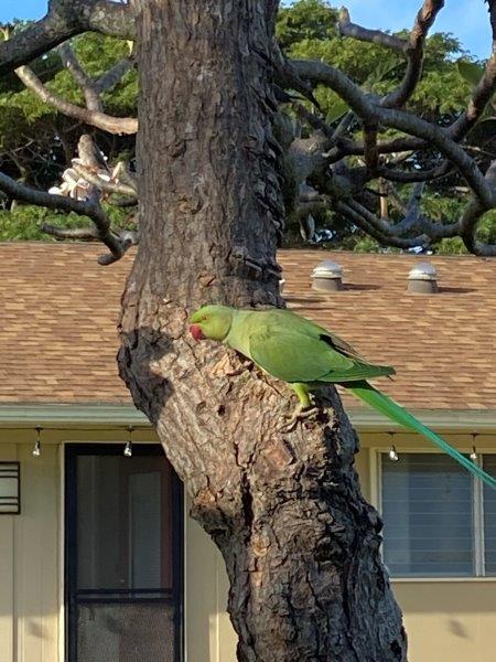 Green ring neck parrot