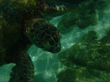 Sea Turtle on Oahu
