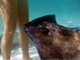 Deanna and stingray at Grand Cayman island