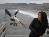 Melanie and the angry Pelican