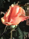 Rose in the yard at our La Floricita house