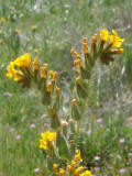 Fiddlenecks