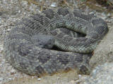 Hume Lake trailside wildlife
