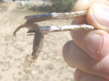 Willy caught a scorpion in Phoenix